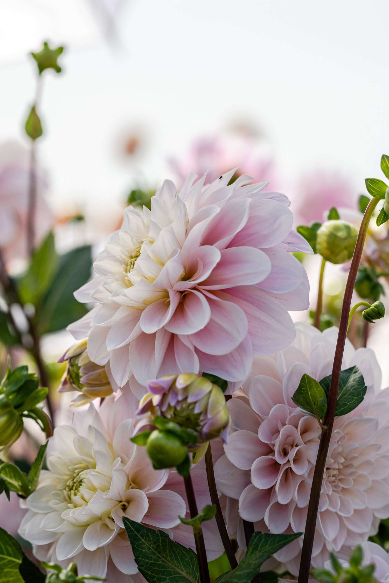 Dahlie 'Sweet Nathalie'